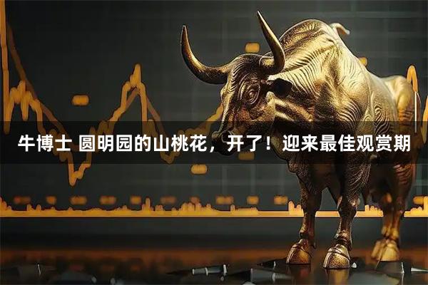 牛博士 圆明园的山桃花，开了！迎来最佳观赏期